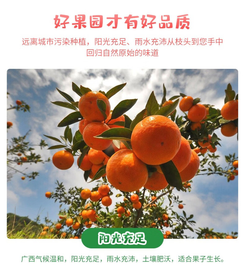 广西砂糖橘一手货源精品好货现货供应电商一件代发
