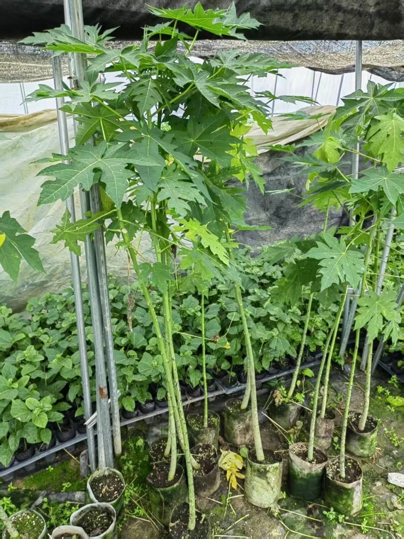 木瓜苗大青水果木瓜苗一手货源产地直销成活率高对接全国