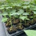 木瓜苗大青水果木瓜苗一手货源产地直销成活率高对接全国