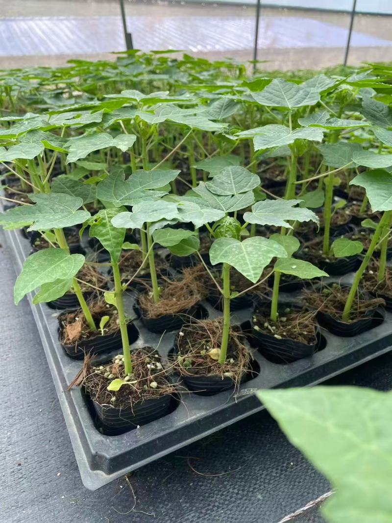 木瓜苗大青水果木瓜苗一手货源产地直销成活率高对接全国