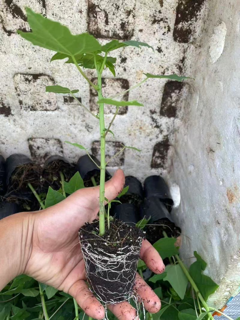 木瓜苗大青水果木瓜苗一手货源产地直销成活率高对接全国
