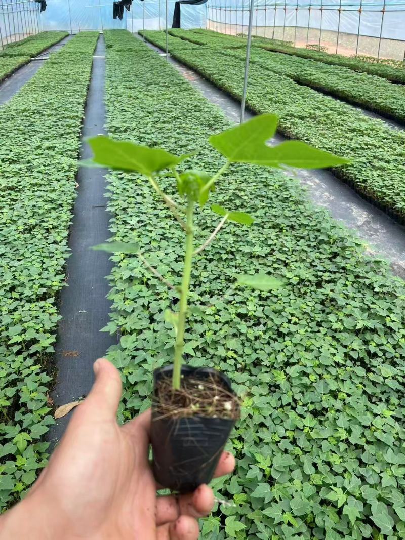 木瓜苗大青水果木瓜苗一手货源产地直销成活率高对接全国