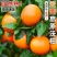 云南沃柑对接电商一件代发，深耕电商多年，满足客户需要。