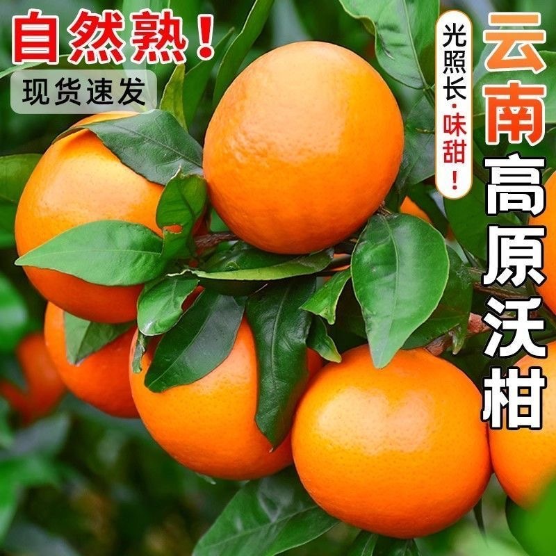 云南沃柑对接电商一件代发，深耕电商多年，满足客户需要。