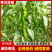 陇椒及各种辣椒，大量新鲜现货，保质保量欢迎选购
