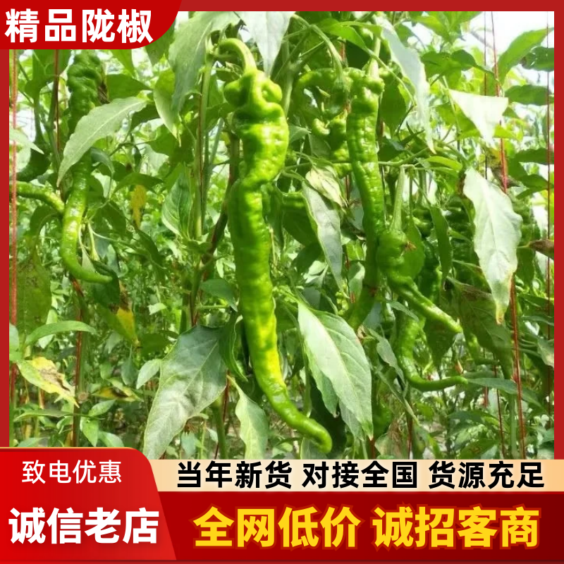 陇椒及各种辣椒，大量新鲜现货，保质保量欢迎选购