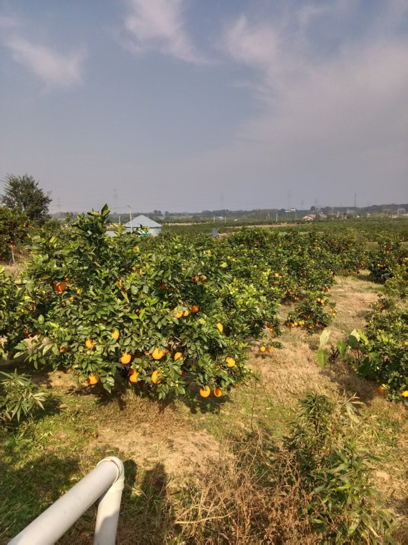 【果园直发】湖北纽荷尔脐橙自家种植一手货源稳定供应市场