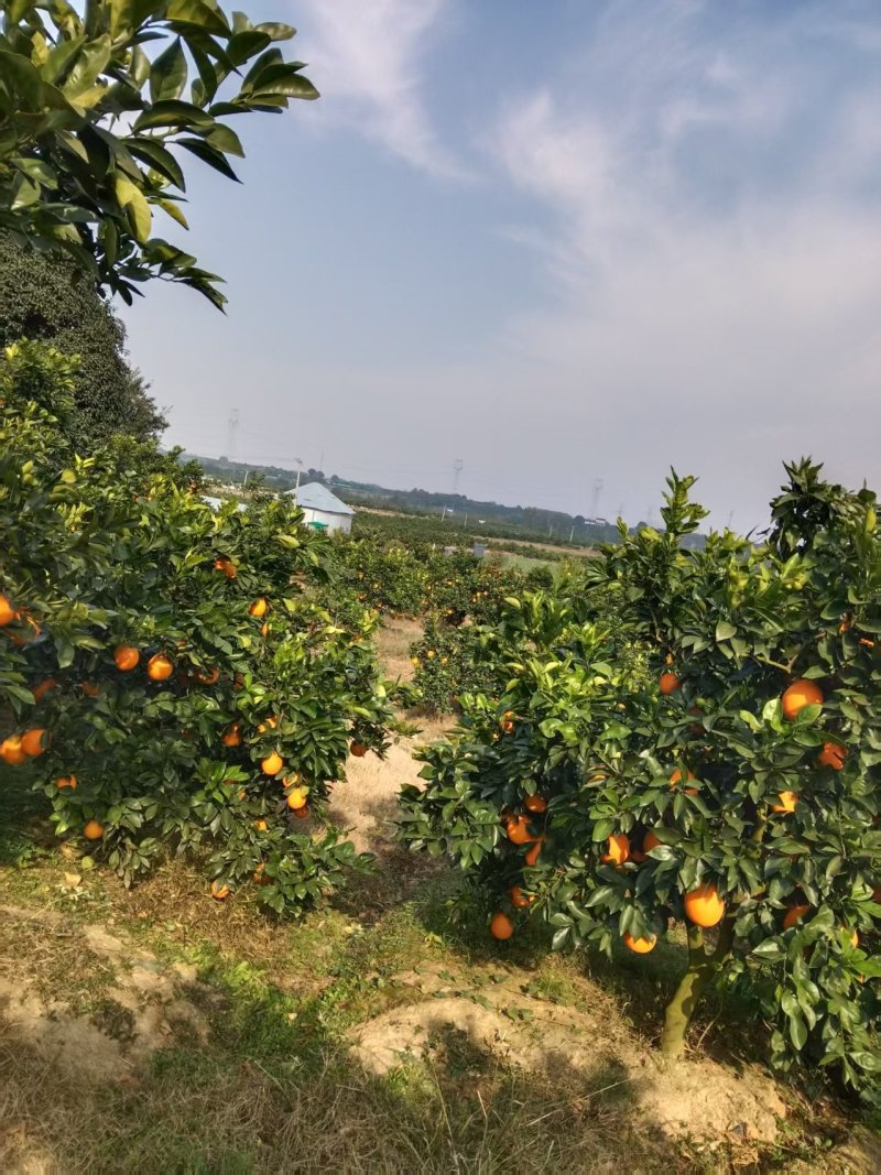 【果园直发】湖北纽荷尔脐橙自家种植一手货源稳定供应市场
