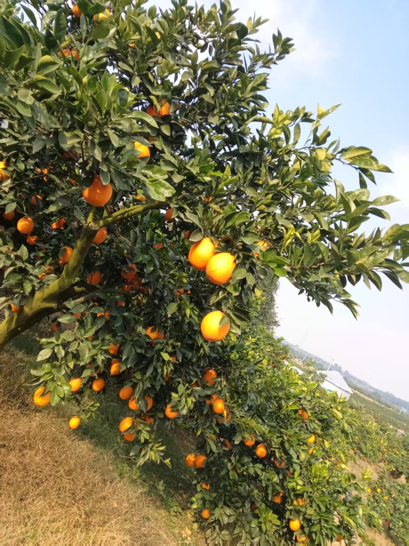 【果园直发】湖北纽荷尔脐橙自家种植一手货源稳定供应市场