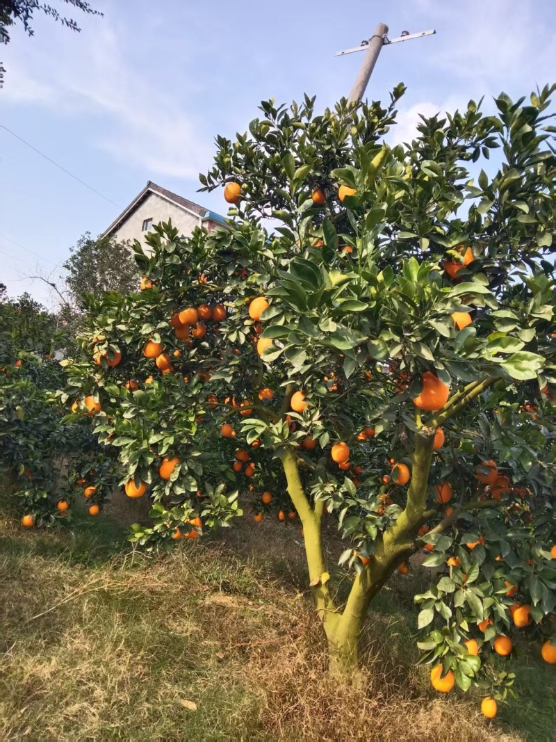 【果园直发】湖北纽荷尔脐橙自家种植一手货源稳定供应市场