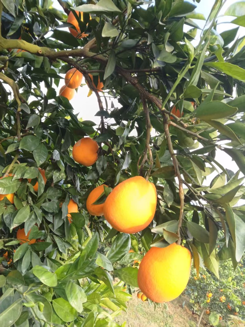 【果园直发】湖北纽荷尔脐橙自家种植一手货源稳定供应市场