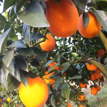 【果园直发】湖北纽荷尔脐橙自家种植一手货源稳定供应市场