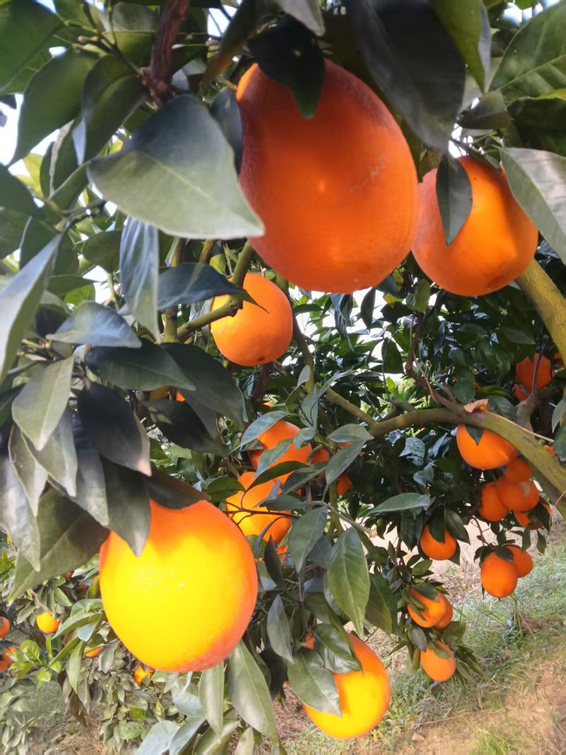 【果园直发】湖北纽荷尔脐橙自家种植一手货源稳定供应市场
