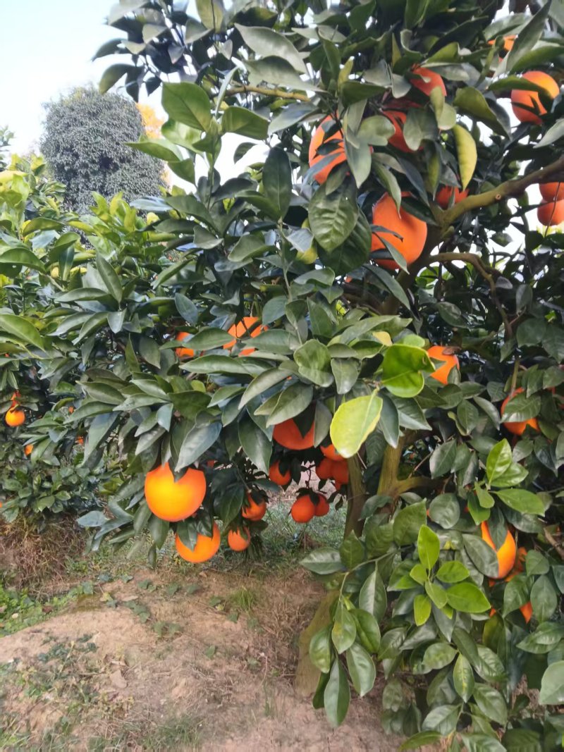 【果园直发】湖北纽荷尔脐橙自家种植一手货源稳定供应市场