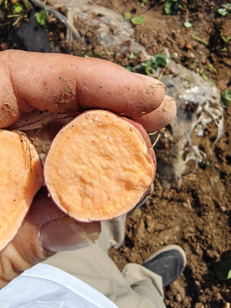 【热卖】烟薯25红薯烤蜜薯沙地烟薯红心品质保证欢迎电联