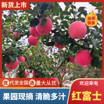 红富士苹果量大质优价格优惠一手货源欢迎咨询采购