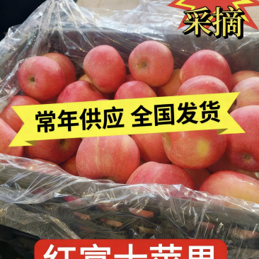 辽宁红富士对接全国市场量大从优整车有货质量好欢迎采购询价