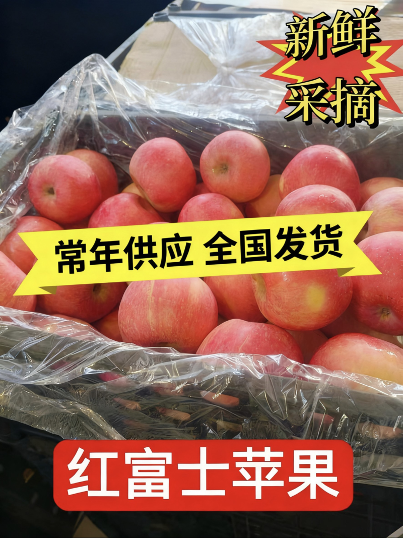 辽宁红富士对接全国市场量大从优整车有货质量好欢迎采购询价