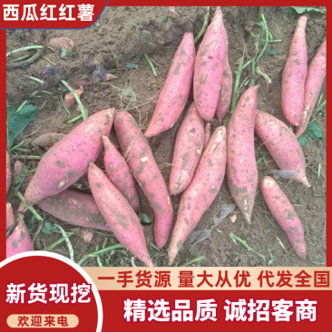 山东西瓜红红薯大量供应品质保证欢迎电联