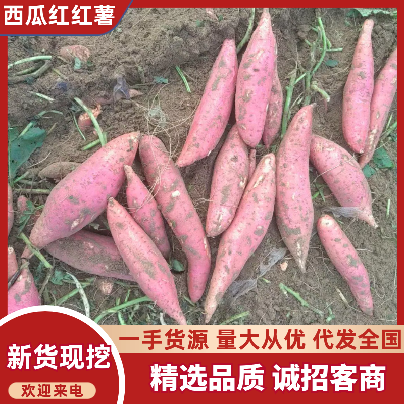 山东西瓜红红薯大量供应品质保证欢迎电联