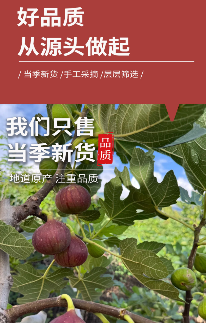厂家批发冻干无花果干无花果片休闲零食水果干