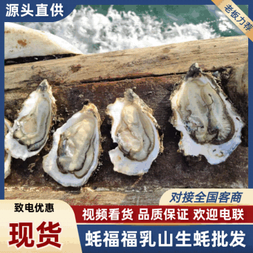 乳山特价流通货生蚝对接全国发货快速售后无忧进店来电