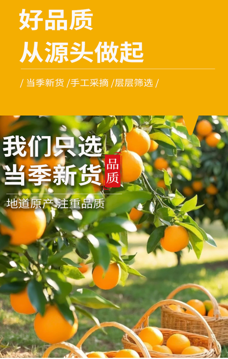 批发散货香橙片烘干橙子片烘焙蛋糕装饰水果茶果干