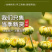 亳州药材市场直供胎菊500g散装菊花茶产地直供胎菊王