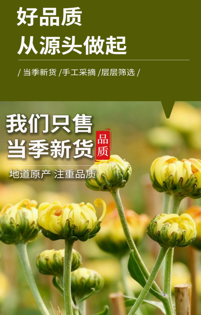 亳州药材市场直供胎菊500g散装菊花茶产地直供胎菊王