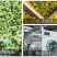 亳州药材市场直供胎菊500g散装菊花茶产地直供胎菊王