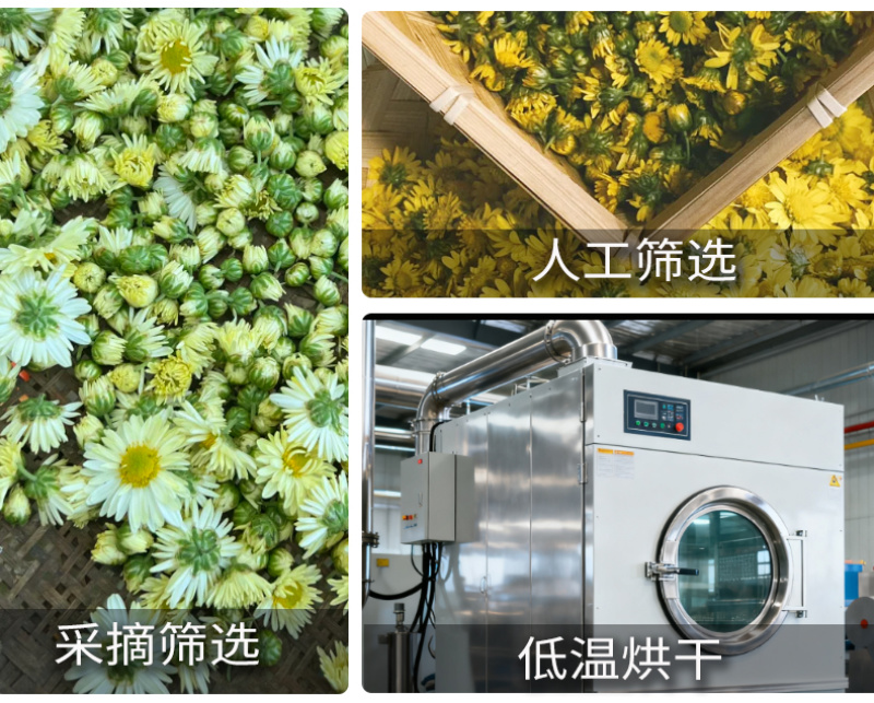 亳州药材市场直供胎菊500g散装菊花茶产地直供胎菊王
