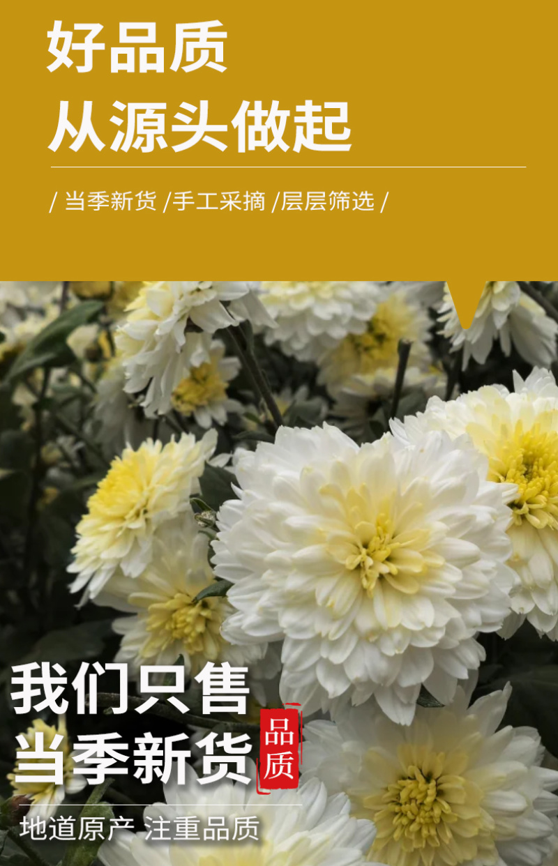 批发贡菊头茬白菊新货无硫