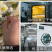 批发贡菊头茬白菊新货无硫