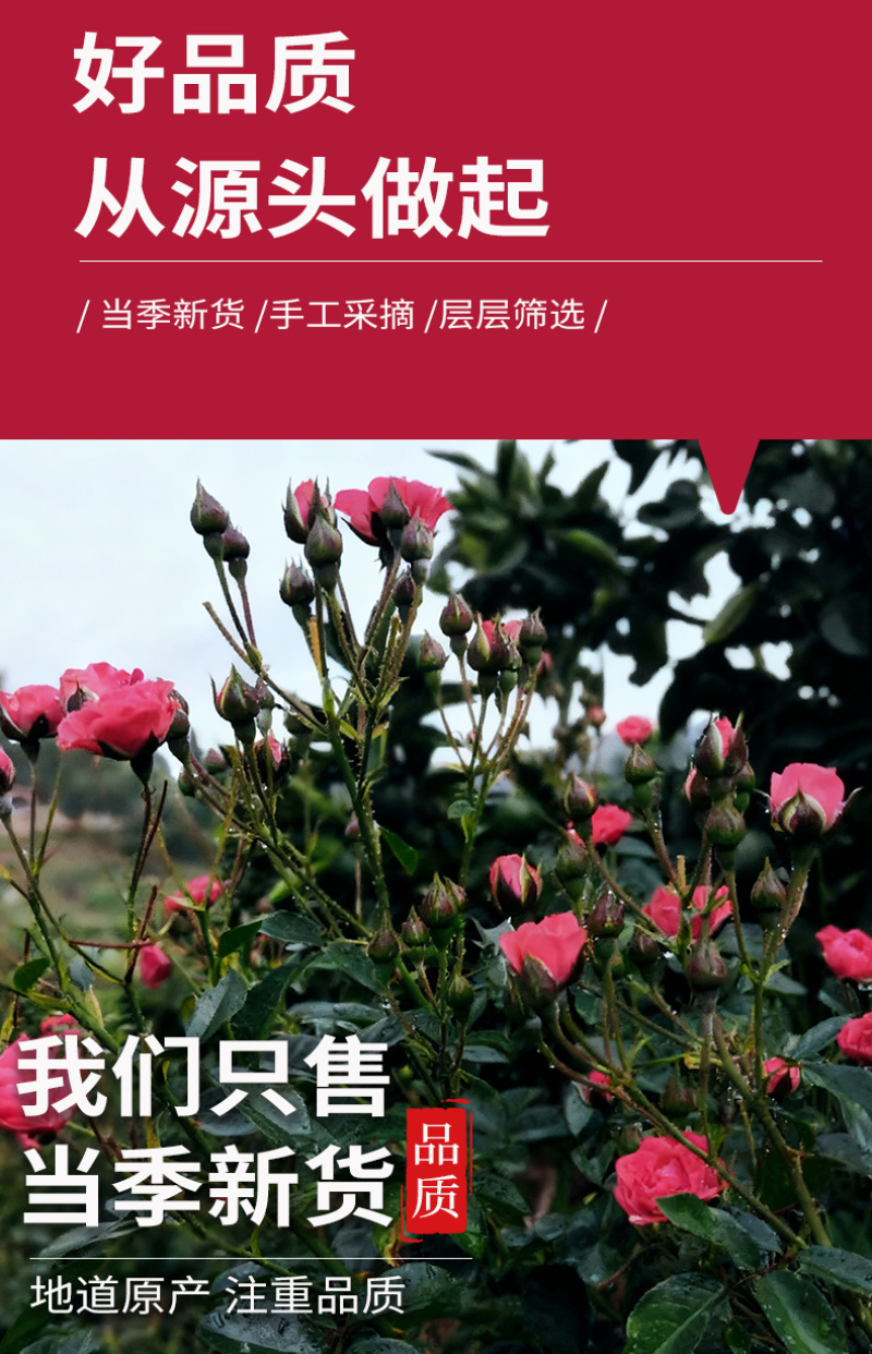 2025年新货金边玫瑰花冠批发厂家直云南金边玫瑰花冠花草