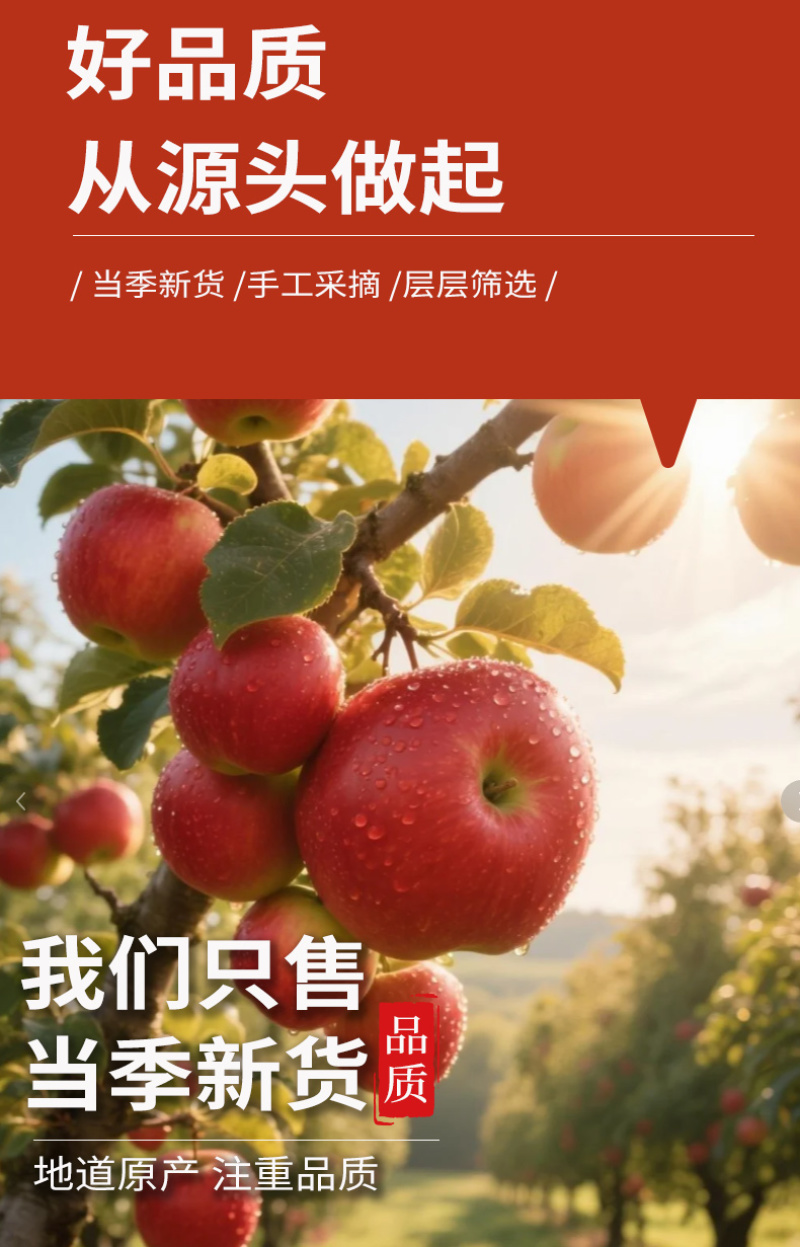 批发新货苹果干烘干苹果片冷泡茶饮脱水苹果片散装