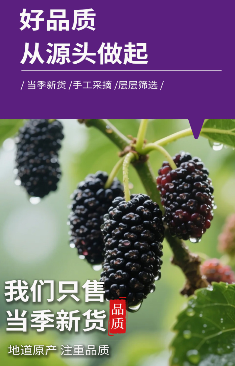 散装新货桑葚干桑椹干特级四川黑桑椹子无沙桑椹干桑葚子源头