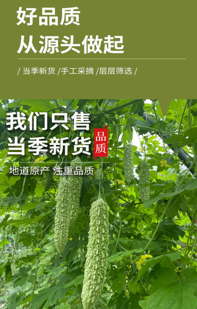 批发广西原味苦瓜干苦瓜片散装500g新货脱水苦瓜茶
