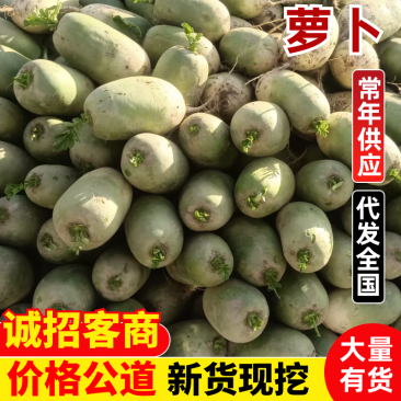 精品萝卜，量大价优，保质保量，欢迎各位老板咨询