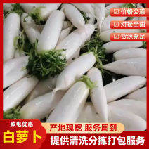 白萝卜精品萝卜货源充足规格齐全发货全国