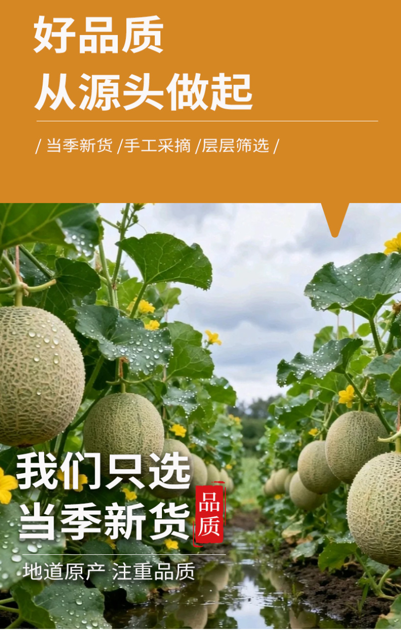 批发包邮新疆哈密瓜片散装新货哈密瓜干烘干水果片