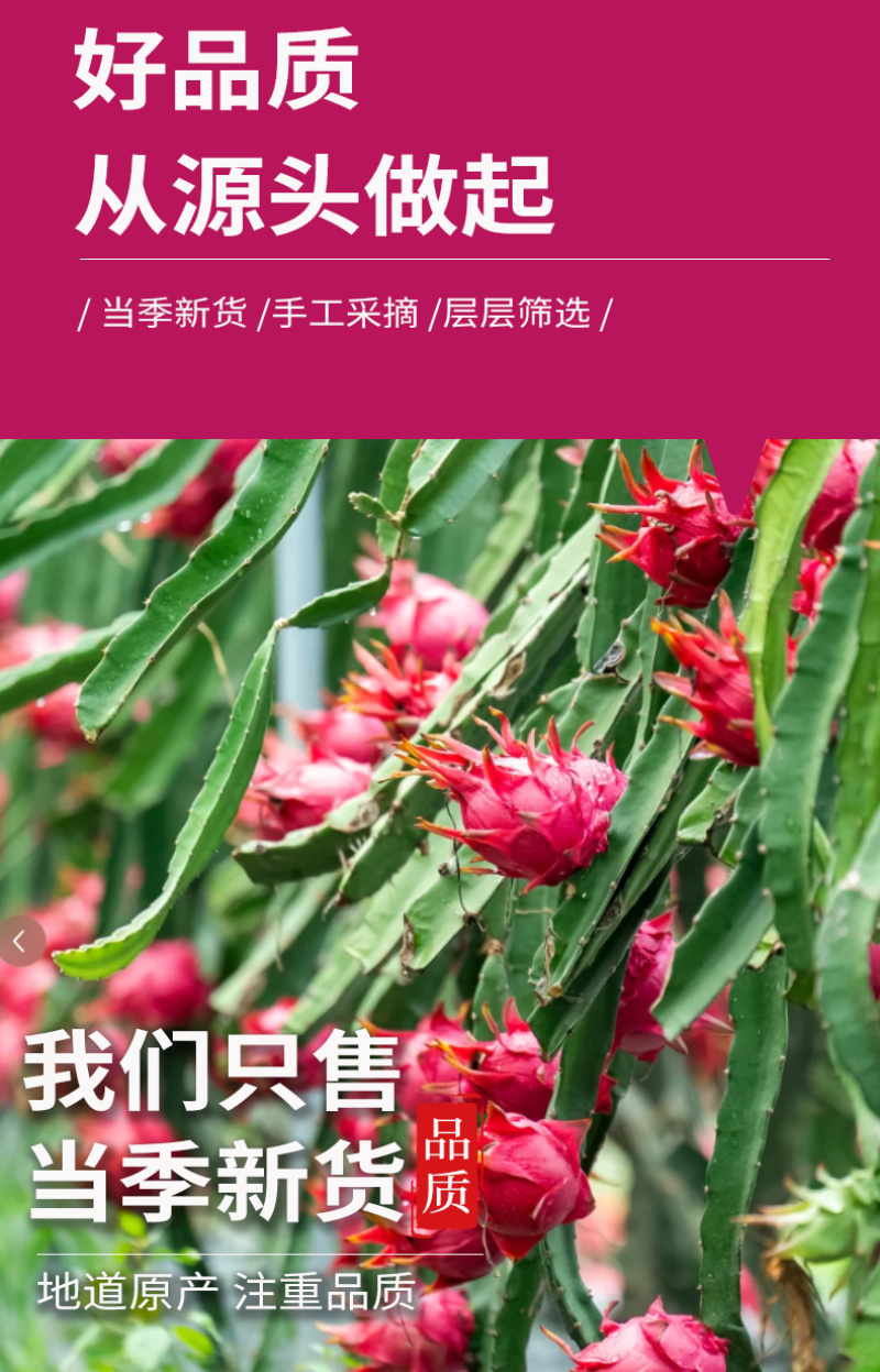批发红心火龙果片散装烘干水果茶手工水果干火龙果片