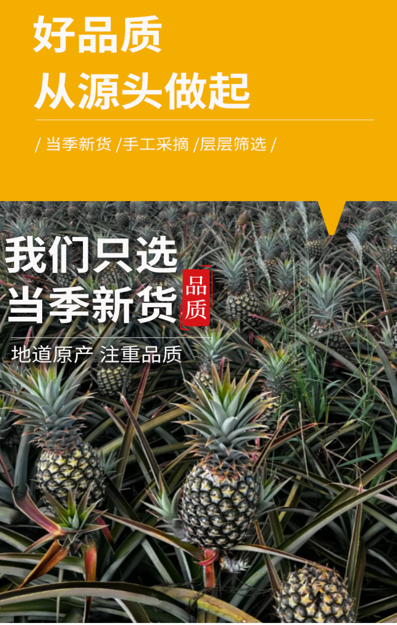 厂家批发菠萝干片散装烘干水果茶凤梨片