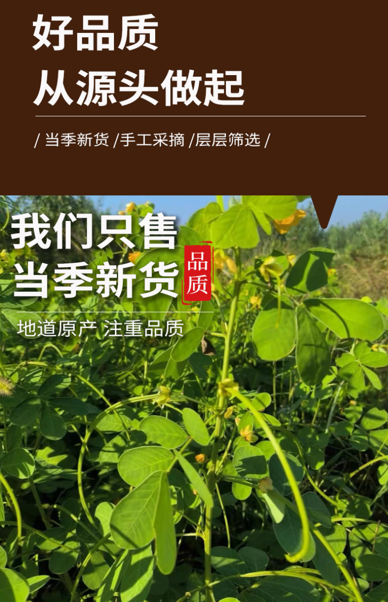 批发散货决明子茶炒制决明子大颗粒决明子