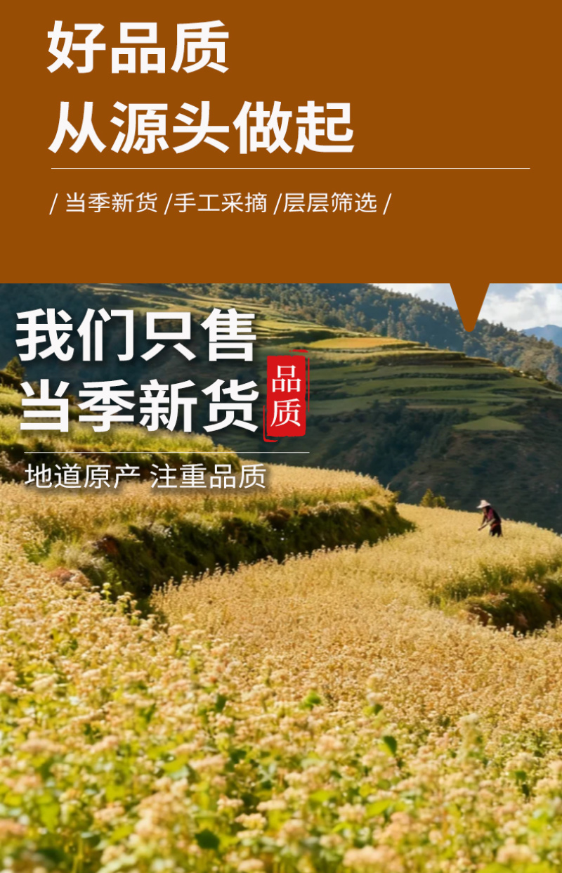 精选黄苦荞茶批发正宗黄苦荞浓香型苦荞麦茶黄苦荞茶大货批
