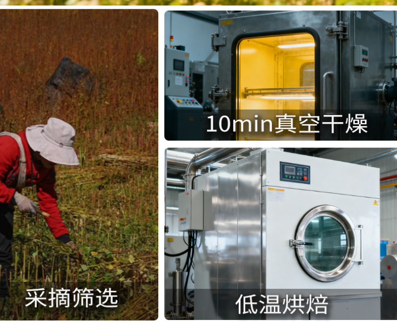 精选黄苦荞茶批发正宗黄苦荞浓香型苦荞麦茶黄苦荞茶大货批