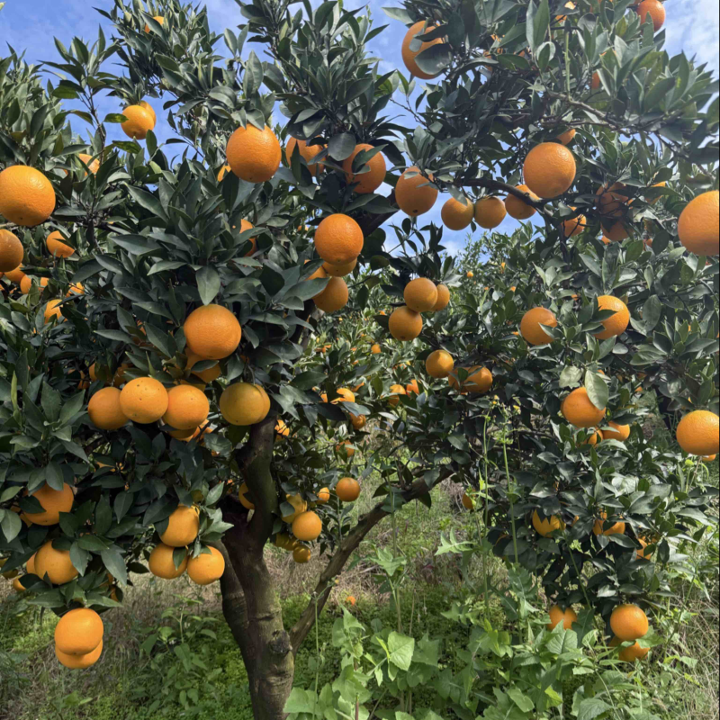 实力货源九月红脐橙价格合理老板好客一手货源