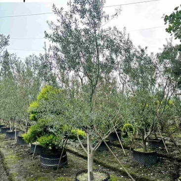 油橄榄盆景批发四川油橄榄基地直销庭院工程园林观赏苗木