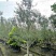 油橄榄盆景批发四川油橄榄基地直销庭院工程园林观赏苗木