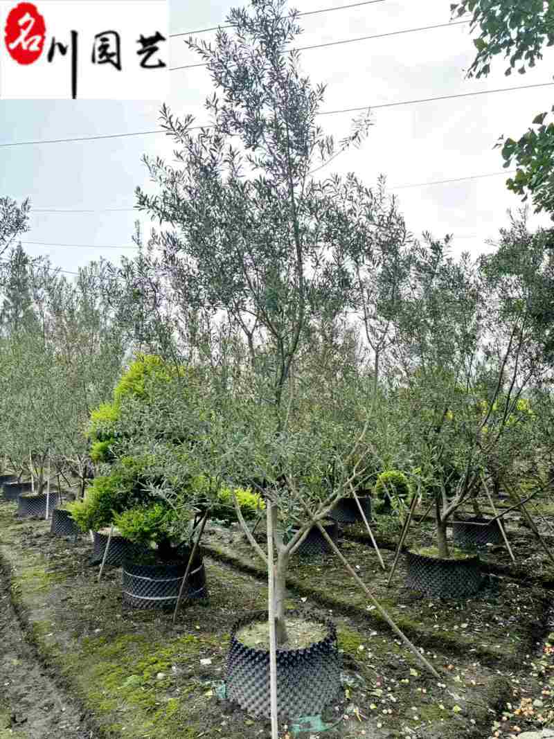 油橄榄盆景批发四川油橄榄基地直销庭院工程园林观赏苗木