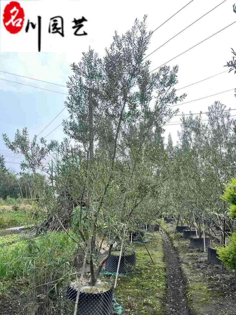 油橄榄盆景批发四川油橄榄基地直销庭院工程园林观赏苗木